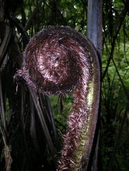 Cyathea medullaris. Crozier covered in acicular dark brown scales.
 Image: L.R. Perrie © Leon Perrie 2004 CC BY-NC 3.0 NZ